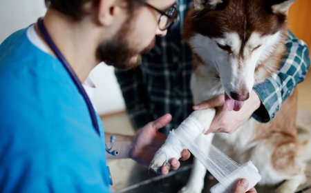 Pet Respiratory Emergencies: How to Recognize and Respond Quickly