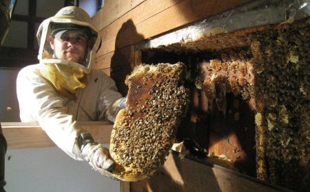 Bee Exterminator Staten Island: Stop Wasp Infestations Before They Take Over