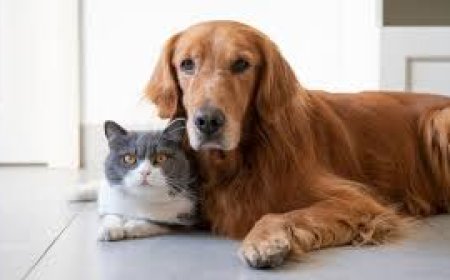Benefits of Cat Insurance for Young Pet Owners