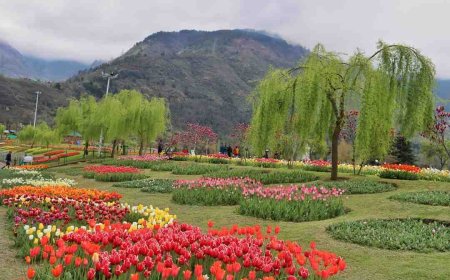 Best Guide for Srinagar Local Sightseeing in One Trip