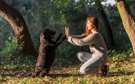 What Makes Bark Busters the Best Dog Training Option in LA?