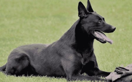 The Ultimate Guide to Buying a Belgian Malinois Protection Dog or a Trained German Shepherd