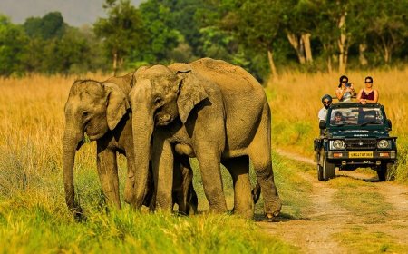Corbett Jeep Safari Booking | Explore Jim Corbett Safaris Online