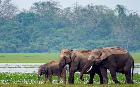 Kaziranga National Park Safari Booking | Online Permit & Zones