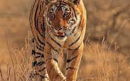 Tadoba Tiger Safari Online Booking – Your Entry to the Wild Kingdom