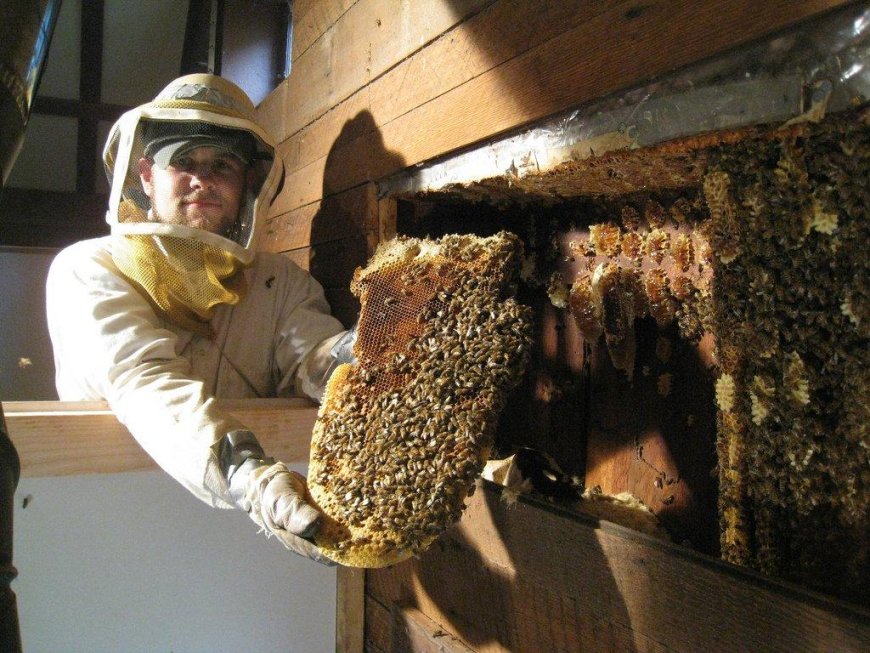 Bee Exterminator Staten Island: Stop Wasp Infestations Before They Take Over