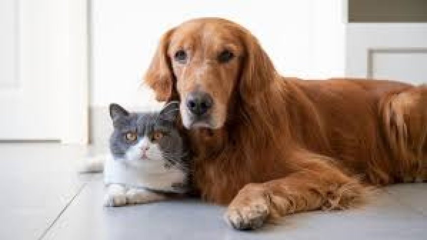Benefits of Cat Insurance for Young Pet Owners