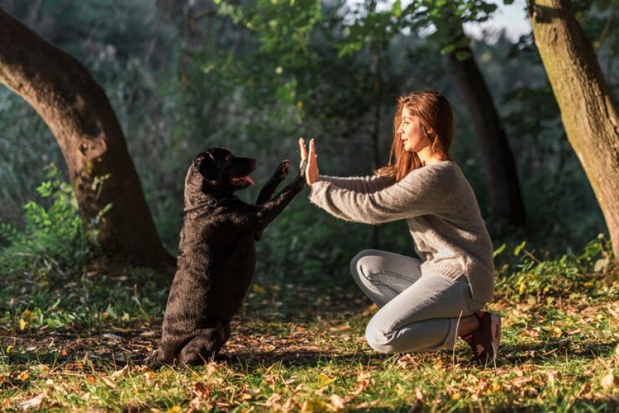 What Makes Bark Busters the Best Dog Training Option in LA?