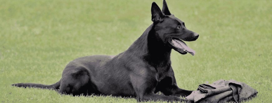 The Ultimate Guide to Buying a Belgian Malinois Protection Dog or a Trained German Shepherd