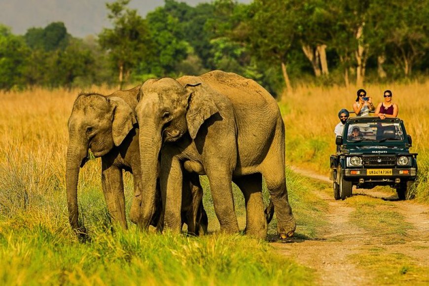 Corbett Jeep Safari Booking | Explore Jim Corbett Safaris Online