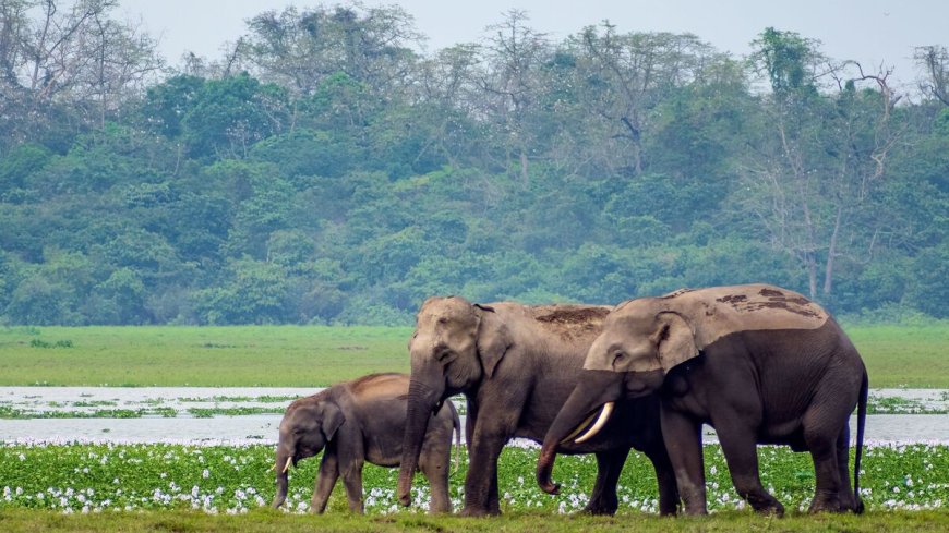 Kaziranga National Park Safari Booking | Online Permit & Zones