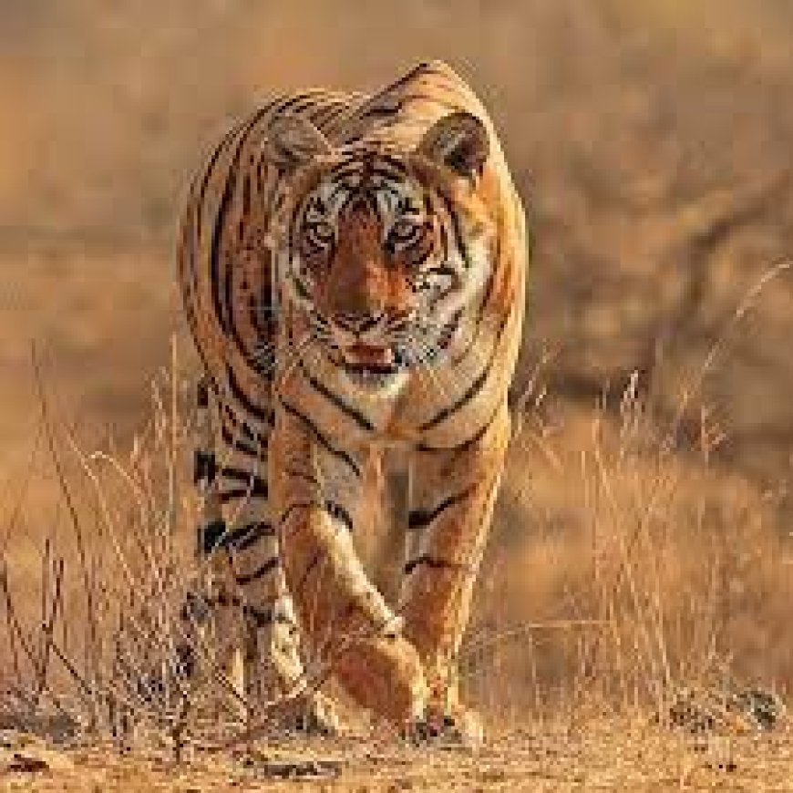 Tadoba Tiger Safari Online Booking – Your Entry to the Wild Kingdom